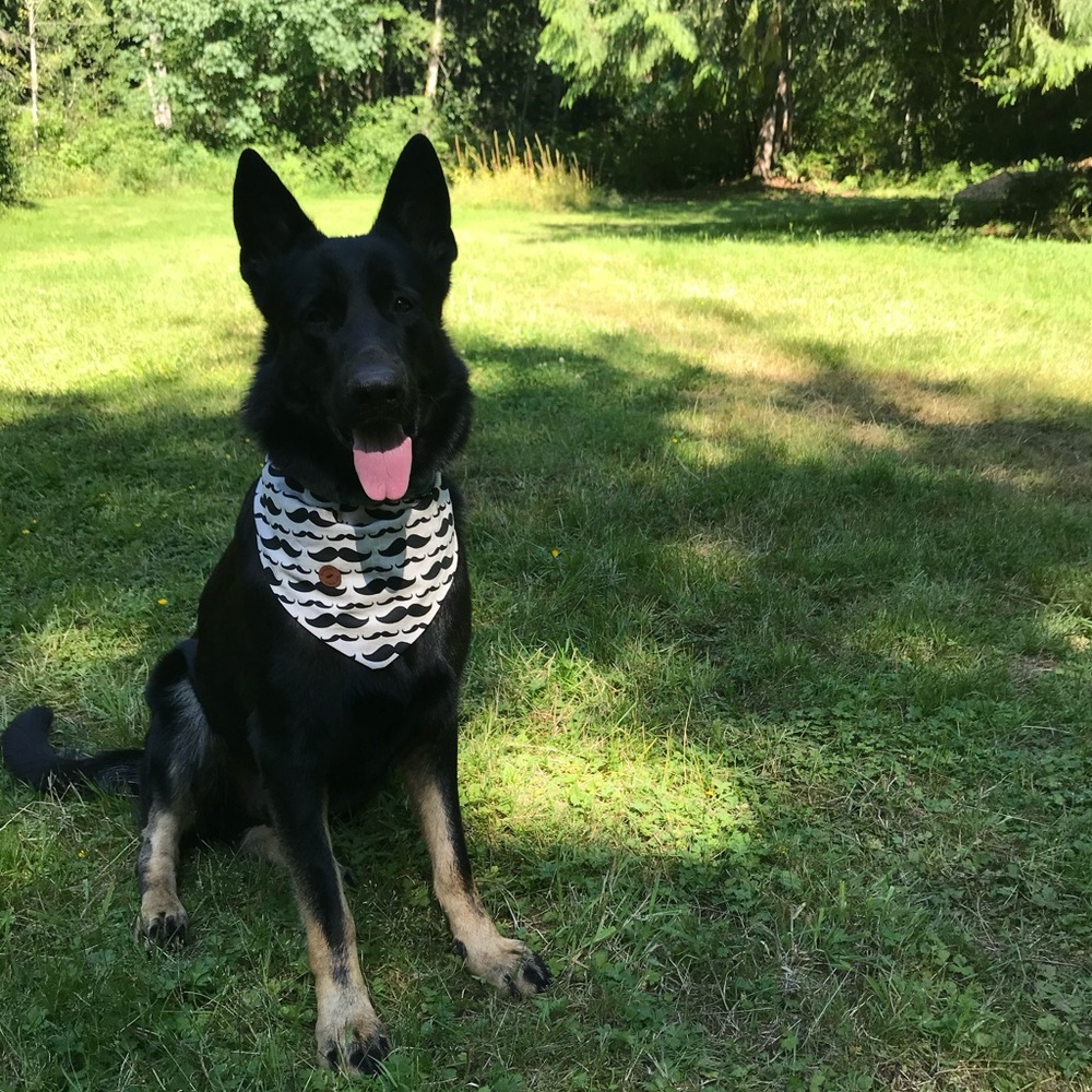 Stylish Black and White Dog Bandana